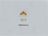 藏品(燈蛾29)的圖片